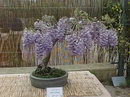 Chinese Wisteria